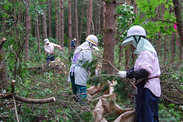 赤松葉の採取地のご案内