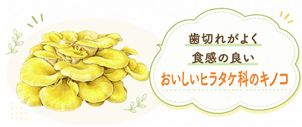 ヒラタケ科のキノコ