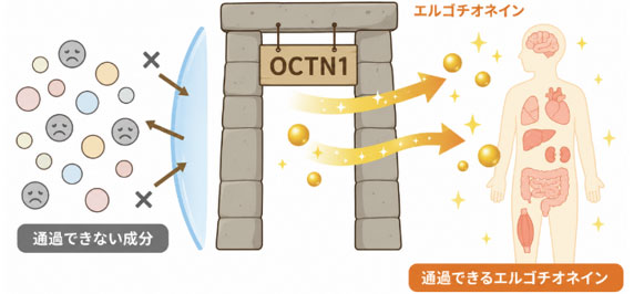 エルゴチオネイン