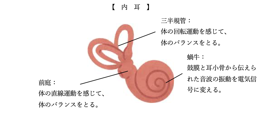 内　耳