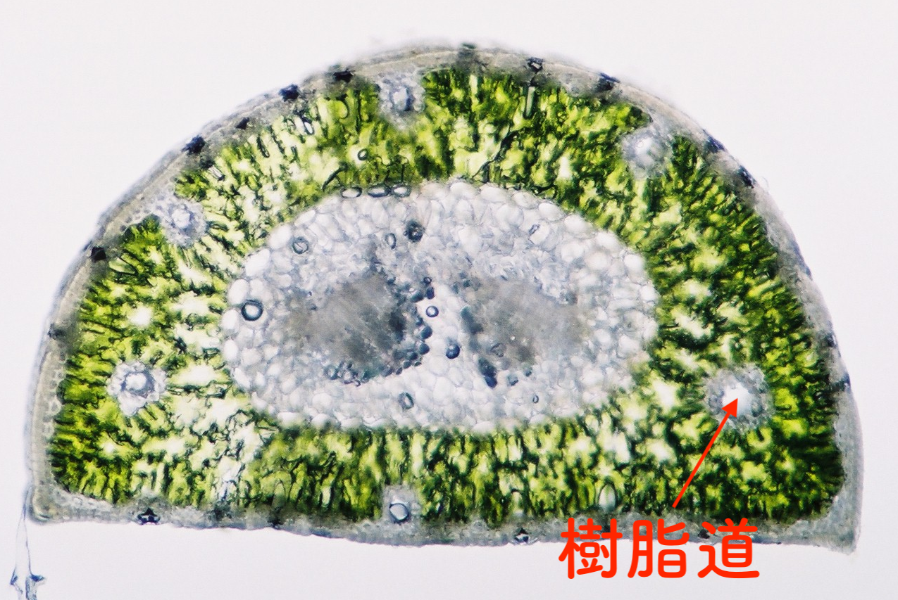 松葉の横断面