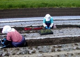 松ちゃんと製造部長 -ムラサキ栽培編①